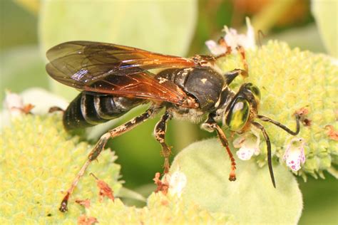 Tachytes Brandeis University Holometabolous Insects Beetles Moths