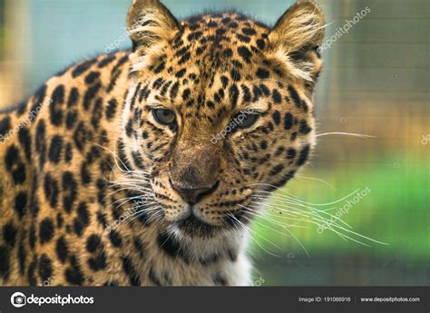 Amur Leopard Panthera Pardus Orientalis Stock Photo By ©rubinowadama