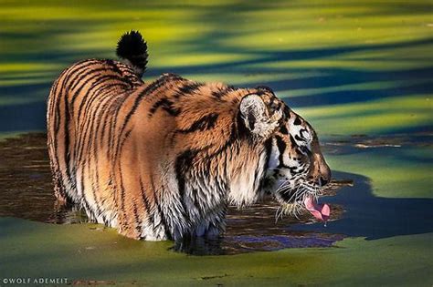 Thirsty Tiger By Wolf Ademeit Animals Wild Cats Tiger