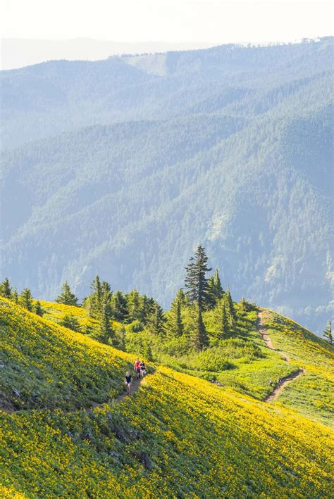 15 Epic Wildflower Hikes In The Columbia River Gorge