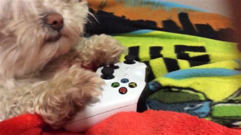 My Dog Can Play The Xbox Youtube