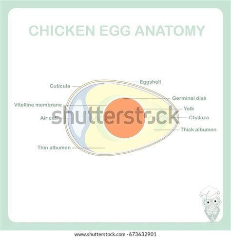 Schematic Chicken Egg Anatomy Stock Vector Stock Vector Royalty Free