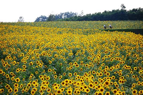 Field Of Blooming Sunflowers Free Stock Photo Public Domain Pictures