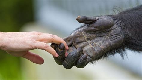 As Mãos Humanas Nos Deram Vantagens Evolutivas Incríveis