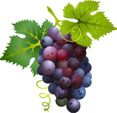 Free Grapes Clipart, Download Free Grapes Clipart png ...