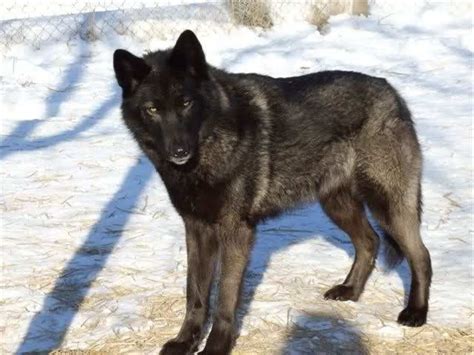 Black German Shepherd Wolf Mix Petsidi