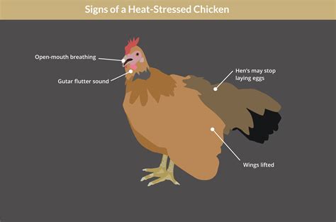 Heat Stress In Chickens