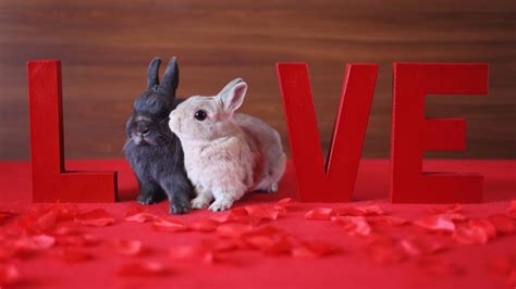 Cute rabbits and love word - HD wallpaper download ...