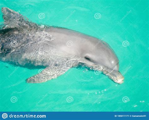 Baby Dolphin In A Deep Blue Sea Stock Image Image Of Japan Blue