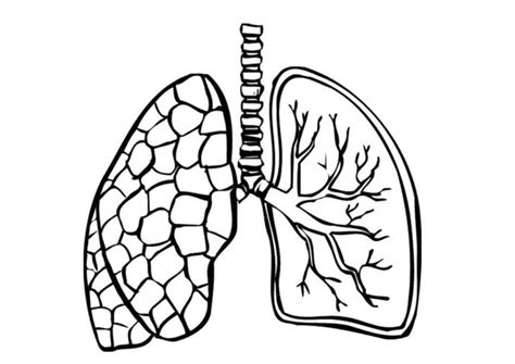 Lungs Clipart Black And White Sexiz Pix