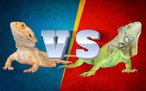 Bearded Dragon Vs Iguana Differences And Similarities