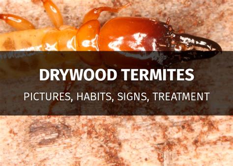 Drywood Termites Signs Damage Prevention And Treatment Cost Pestsguide