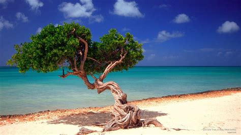 Aruba Wallpapers Top Free Aruba Backgrounds Wallpaperaccess