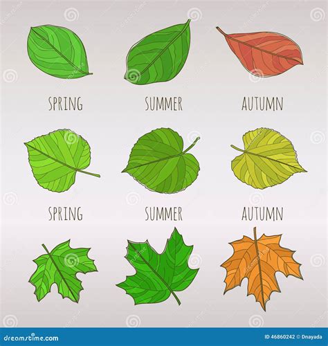 Seasonal Leaf Set Stock Vector Illustration Of Fall 46860242