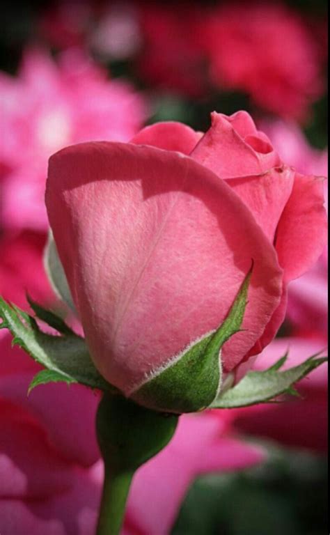 Pink Rose Bud Hybrid Tea Roses Beautiful Flowers Wallpapers