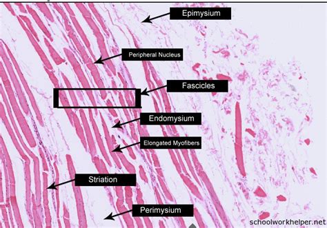 Microscopic Structure Of Skeletal Muscle