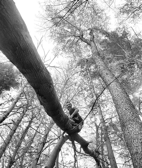 Climbing Tree Tree Trunk Climbing