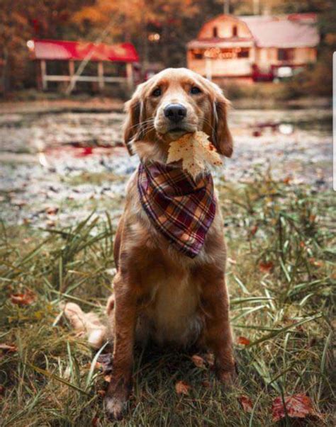 Our dry matter label analysis reveals the recipe contains 32% protein, 20. Pin by Julie Bennett on Puppy Dog Tales | Golden retriever ...