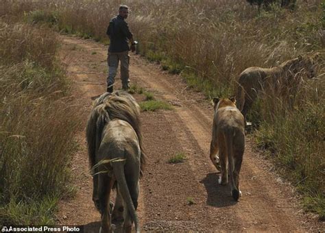 South Africas Lion Whisperer Gets Up Close With Big Cats Daily Mail