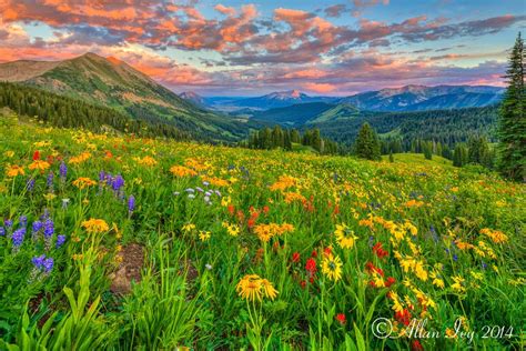 Allan Ivy Photography Colorado Wild Flower Sunset Mystymoonlight I Believe This Is Crested