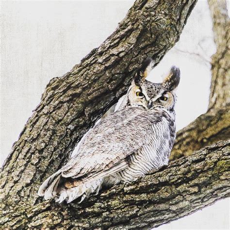 Tbt To The Exciting Day I Encountered This Great Horned Owl Near The
