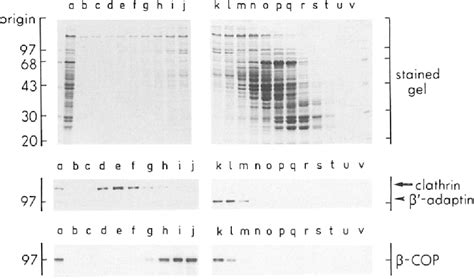 Figure From Biochemical Dissection Of Ap Recruitment Onto Golgi