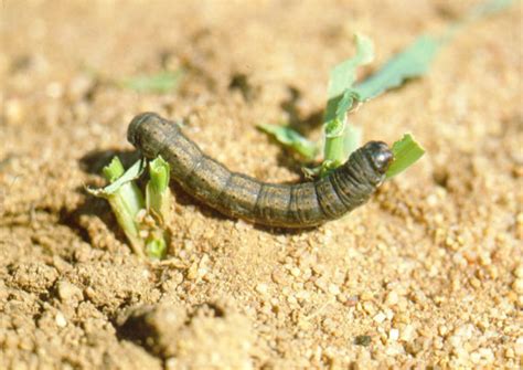 Common Cutworm Pests Of Bhutan