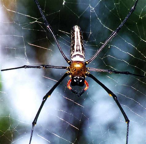 Giant Wood Spiders Nephila Maculata