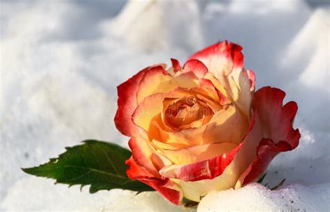 Rose In The Snow Stock Photo Image Of Beautiful Nature 108526468