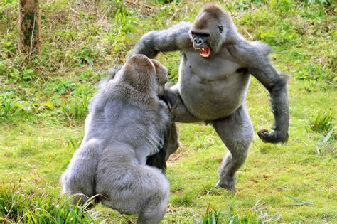 Gorillas In The Red Mist As They Fight Over A Jacket Potato Mirror Online