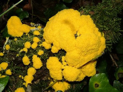 This is called, cophrophagia and is a trait some dogs have that is not really harmful, but is pretty disgusting for dog parents. Fuligo septica - Dogs Vomit Slime Mould (Slime Mould Images)
