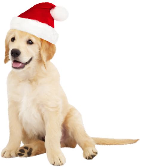 Cute Dog With Santa Hat Png Clipart Best Web Clipart
