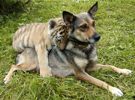 Buzzfeed Animals Just 4 Of Our 45 Adorable Animal Odd Couples