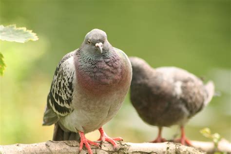 Free Photo Pigeon Close Up Beek Bird Closeup Free Download Jooinn