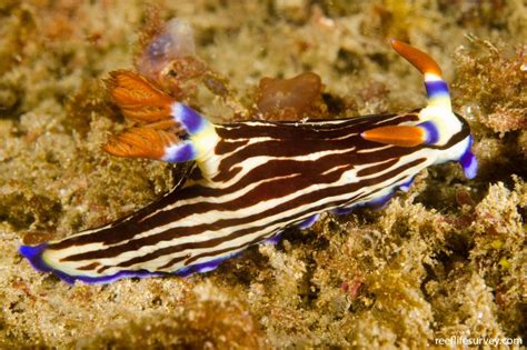 Nembrotha Purpureolineata Purple Lined Polycerid Reef Life Survey