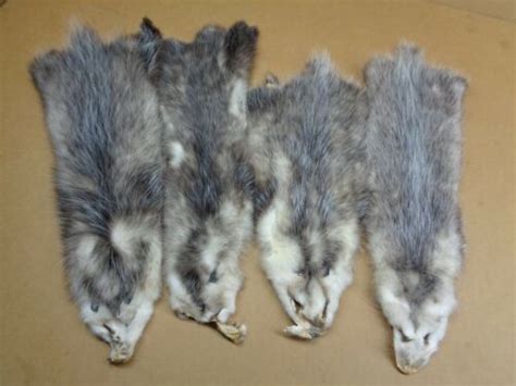 Professionally Tanned 2 L Opossum Hidefurstaxidermycraftsreal Usa