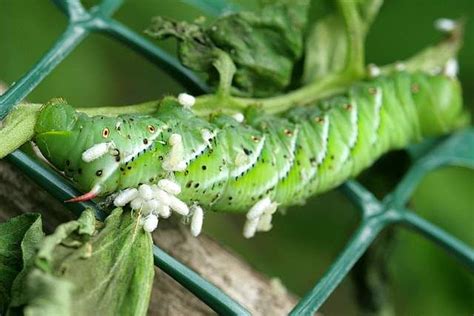 Tomato Hornworm How To Spot Them Before Damage Is Bad And What To Do