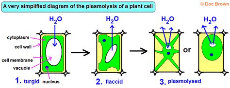 Foramen of monro is an aperture between. Ficks's Law of diffusion osmosis active transport examples ...