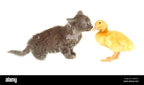 Cute Duckling And Kitten Isolated On White Stock Photo Alamy