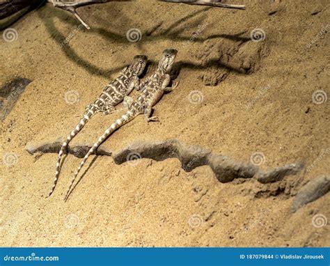 Secret Toadhead Agama Phrynocephalus Mystaceus Small Lizard Loves The