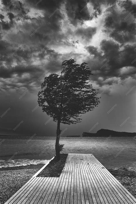 Free Photo Beautiful Dark Black And White Shot Of A Single Tree On A Wooden Pier Near The Ocean