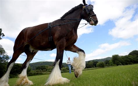 Behind Britain's Biggest Pride: The Majestic Shire Horses - Horse Spirit