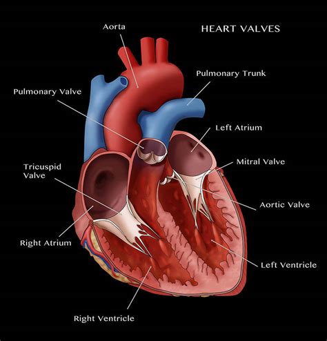 Vhd Heart Valve Assessment Nclex Mastery
