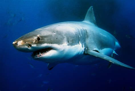 Hidden Great White Shark Feeding Lair Discovered In The Pacific