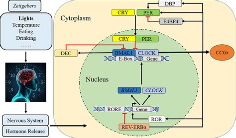 Circadian Rhythm Disruption: A Silent Killer Linked To Pollution