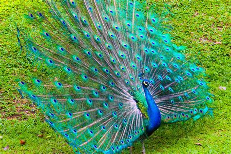 dancing peacock bird beautiful birds background hd wallpaper