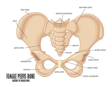 Female Pelvis Bone Anatomy Vector Illustration Vector Art At Vecteezy