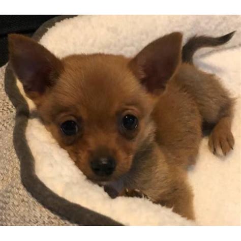 See more of hawaii puppies and dogs for adoption on facebook. Tiny Pomchi Puppies in Moanalua, Hawaii - Puppies for Sale ...