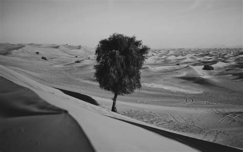 Download Wallpaper 3840x2400 Desert Tree Dunes Sand Lonely Bw 4k