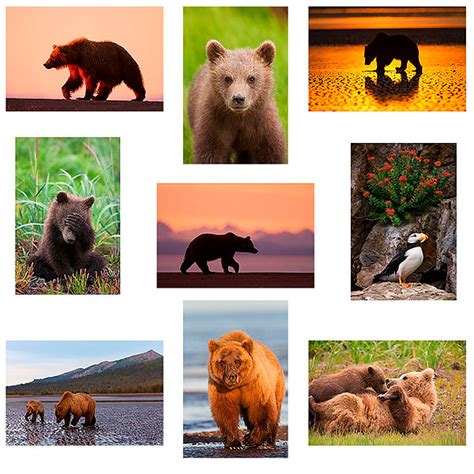 Picking An Alaska Bear Photo Tour Photo Blog Niebrugge Images